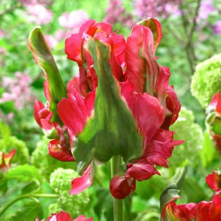 Tulipan Red Wave - 5 szt.