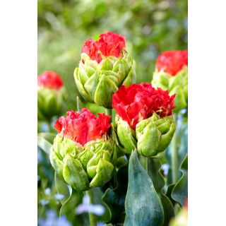 Tulipan Bull's Eye - 5 szt.