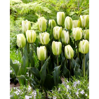 Tulipan Green Spirit - 5 szt.