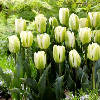 Tulipan Green Spirit - duża paczka! - 50 szt.