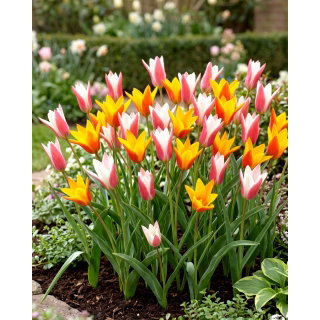 Tulipany Clusiana - zestaw 2 odmian kwiatów - 50 szt.