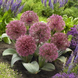 Czosnek Nevskianum - Allium nevskianum - duża paczka! - 10 szt.
