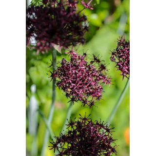 Czosnek ozdobny Atropurpureum - duża paczka! - 50 szt.