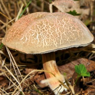 Podgrzybek złotawy – żywa grzybnia – większe opakowanie
