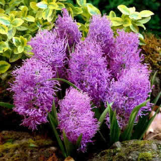 Szafirek pierzasty - Muscari Plumosum - 5 szt.