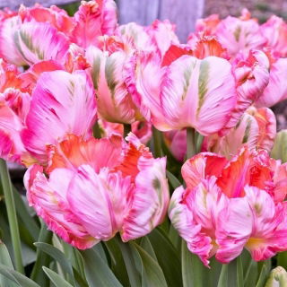 Tulipan Elsenburg - opak. 5 szt.