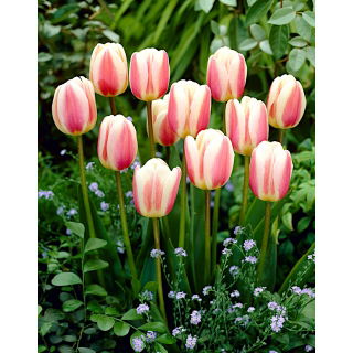 Tulipan Beau Monde - opak. 5 szt.