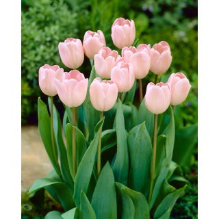 Tulipan Douglas Baader - opak. 5 szt.