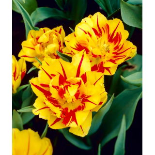Tulipan Monsella - opak. 5 szt.