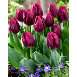 Tulipan Recreado  opak. 5 szt.