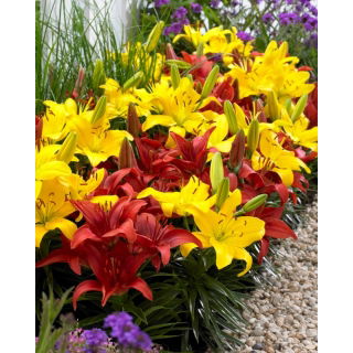 Zestaw lilia Crimson Pixie i lilia Bright Pixie - 10 szt.