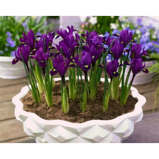 Irys botaniczny - Purple Hill - duża paczka! - 100 szt.