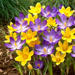 Zestaw krokus Ruby Giant i krokus Romance - 100 szt.