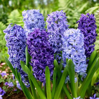 Blue mix - zestaw 3 odmian niebieskich hiacyntów - 27 szt.