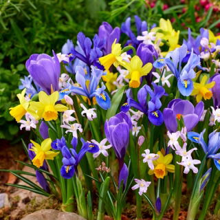 Spring mix - zestaw 5 wiosennych roślin - 90 szt.