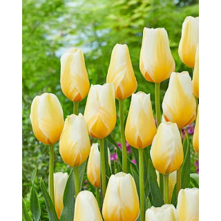 Tulipan Lemon Chiffon - 5 szt.