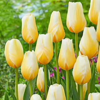 Tulipan Lemon Chiffon - 5 szt.