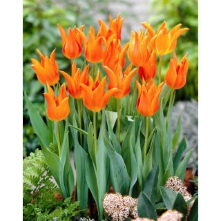 Tulipan Ballerina - 5 szt.