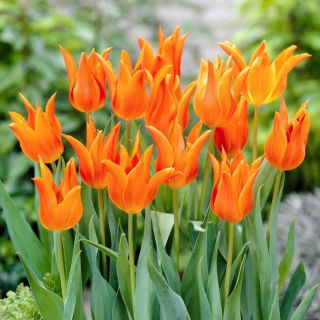 Tulipan Ballerina - 5 szt.