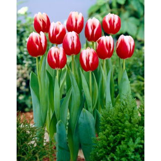 Tulipan Leen van der Mark - opak. 5 szt.