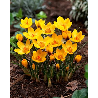 Krokus Goldilocks - 10 szt.