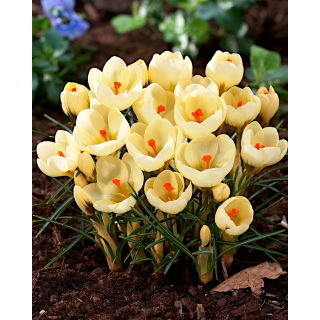 Krokus Cream Beauty - op. 10 szt.