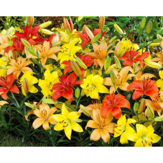 Pixie mix - zestaw 3 odmian lilii do doniczek - 9 szt.