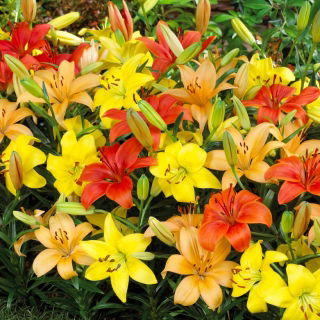 Pixie mix - zestaw 3 odmian lilii do doniczek - 9 szt.