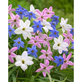 Ipheion - Ifejon - zestaw 3 kolorów - 90 szt.