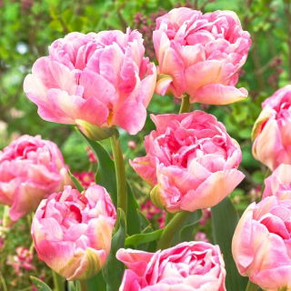 Tulipan Angelique - duża paczka! - 50 szt.