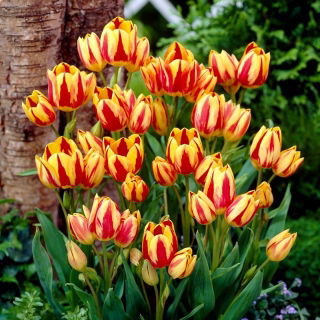 Tulipan Colour Spectacle - duża paczka! - 50 szt.