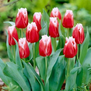Tulipan Canasta - duża paczka! - 50 szt.