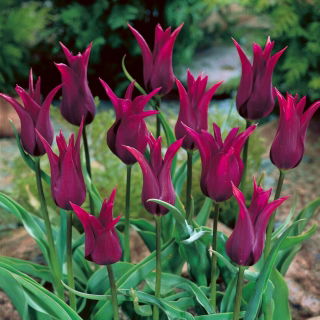 Tulipan Burgundy - duża paczka! - 50 szt.