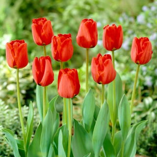 Tulipan Apeldorn - duża paczka! - 50 szt.