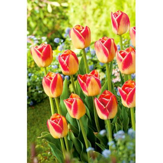 Tulipan Candy Corner - duża paczka! - 50 szt.