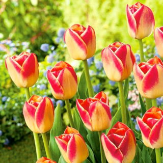 Tulipan Candy Corner - duża paczka! - 50 szt.