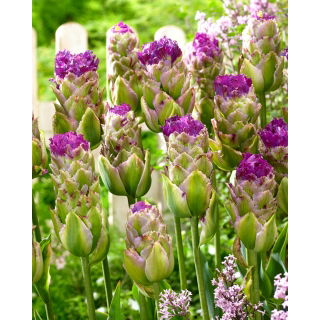Tulipan Purple Tower - 5 szt.