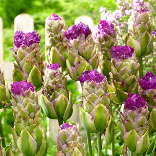 Tulipan Purple Tower - 5 szt.
