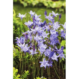 Hiacynt kalifornijski, Brodiaea - Queen Fabiola - duża paczka! - 100 szt.