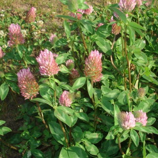 Koniczyna łąkowa Krynia - 1 kg