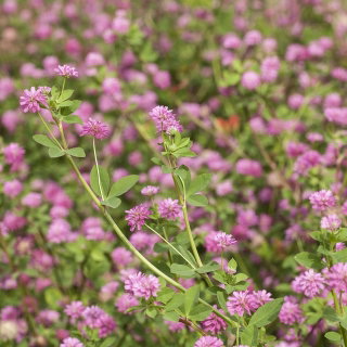 Koniczyna perska Laser - 1 kg