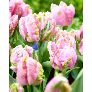 Tulipan Air - duża paczka! - 50 szt.