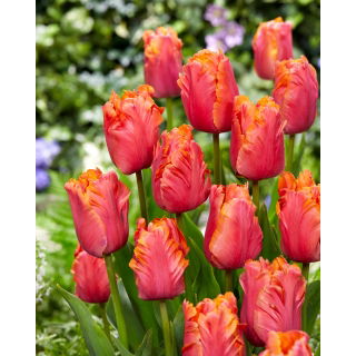 Tulipan Amazing Parrot - duża paczka! - 50 szt.