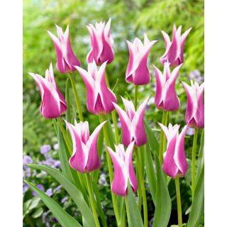 Tulipan Ballade - duża paczka! - 50 szt.
