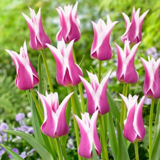 Tulipan Ballade - duża paczka! - 50 szt.