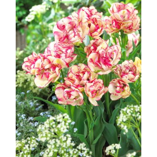 Tulipan Belicia - duża paczka! - 50 szt.