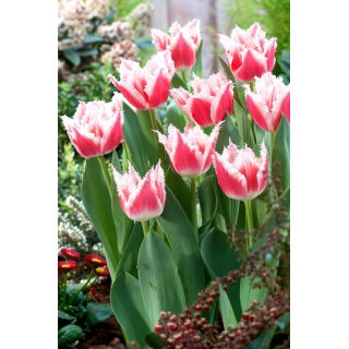 Tulipan Bell Song - duża paczka! - 50 szt.