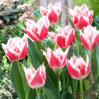 Tulipan Bell Song - duża paczka! - 50 szt.
