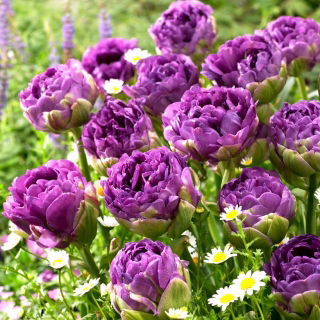 Tulipan Blue Wow - duża paczka! - 50 szt.
