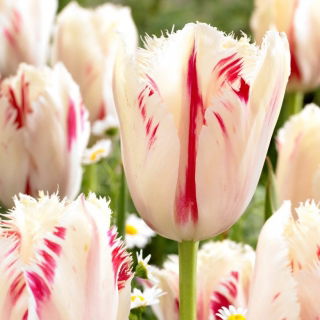 Tulipan Carrousel - duża paczka! - 50 szt.
